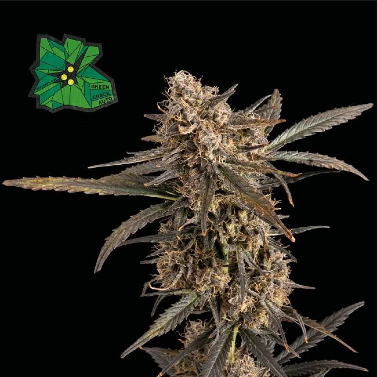Green Crack Automatic Cannabissamen