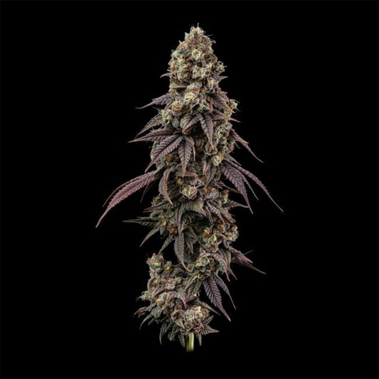 Seedsman Seeds Ice Dream Cake Feminisierte Hanfsamen Blüte