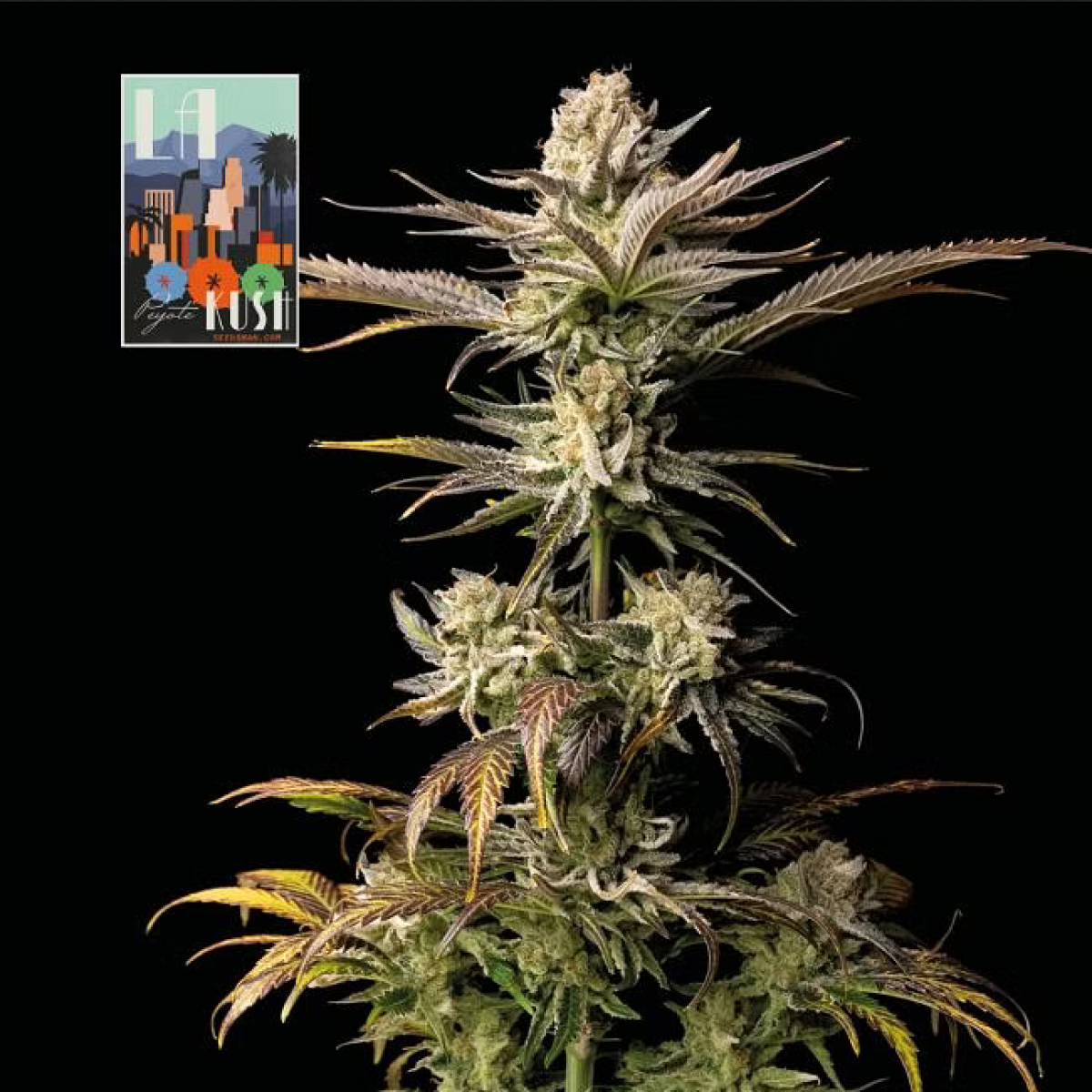 L.A. Peyote Kush feminisierte Cannabissamen