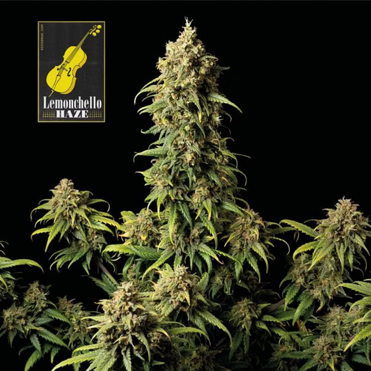 Lemonchello Haze feminisierte Cannabissamen