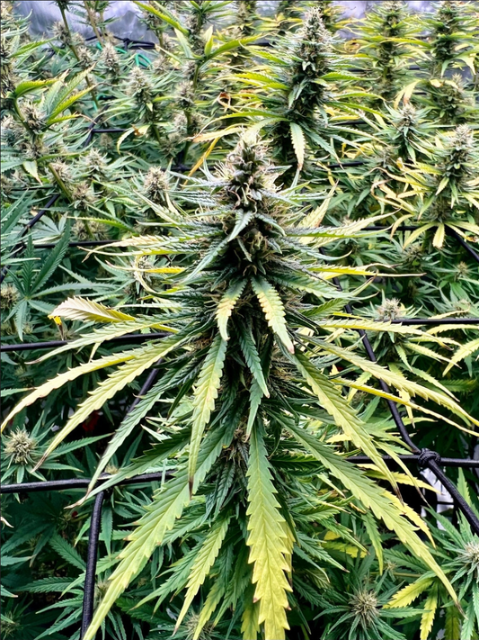 Seedsman Seeds Mama Thai Reguläre Hanfsamen 
