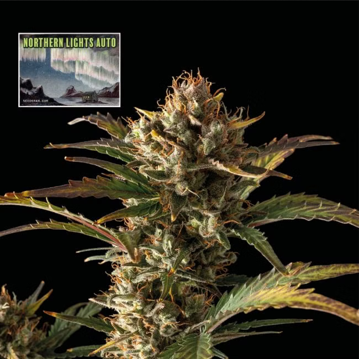 Seedsman Seeds Northern Lights Automatic Hanfsamen 