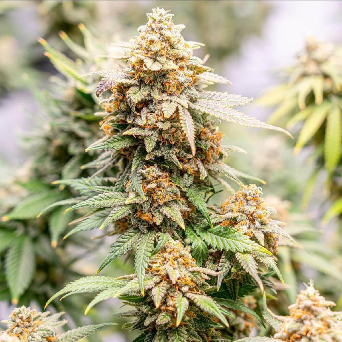 Seedsman Seeds Original Skunk #1 Reguläre Hanfsamen 