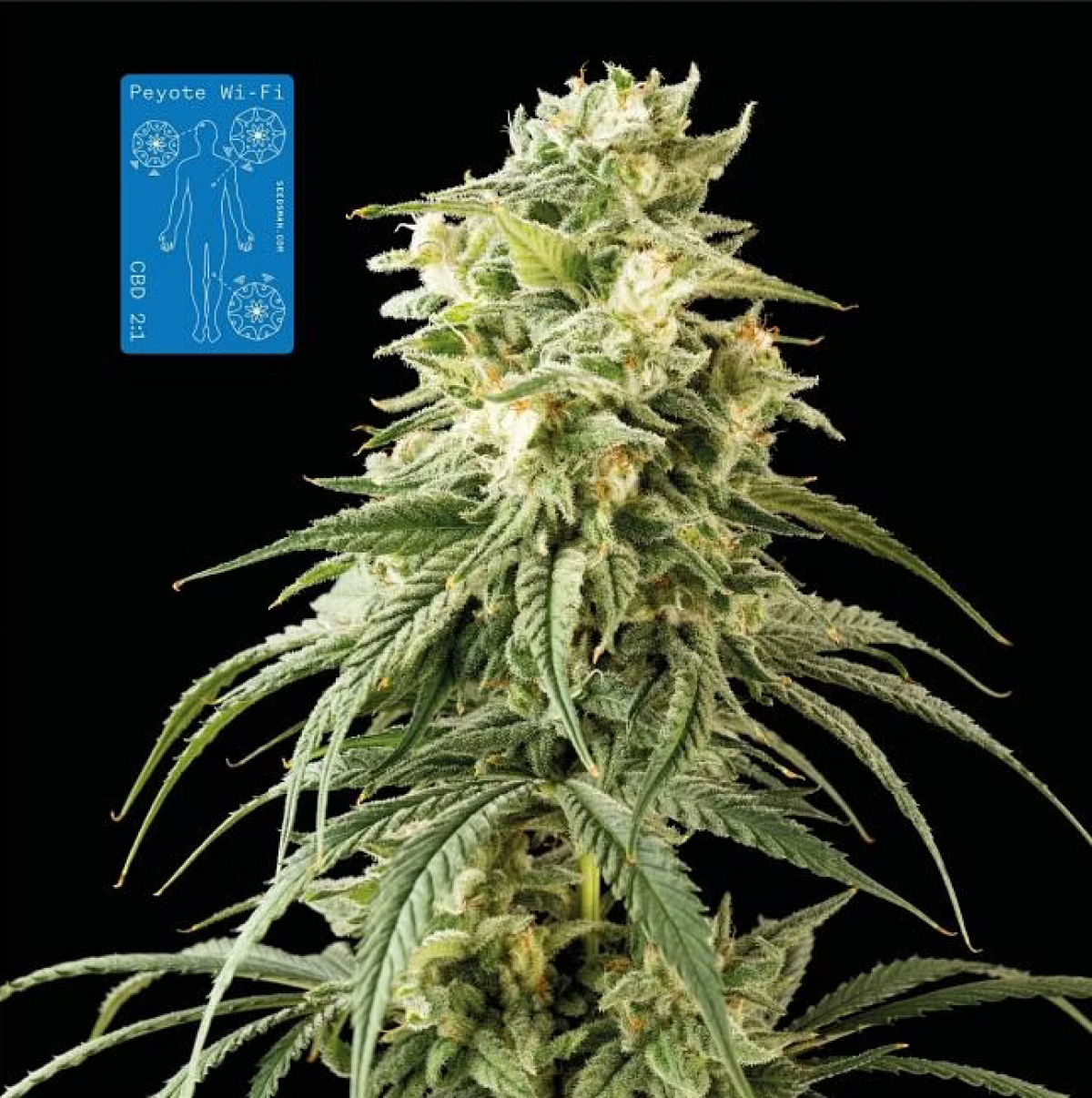 Peyote Wi-Fi CBD 2:1 feminisierte Cannabissamen