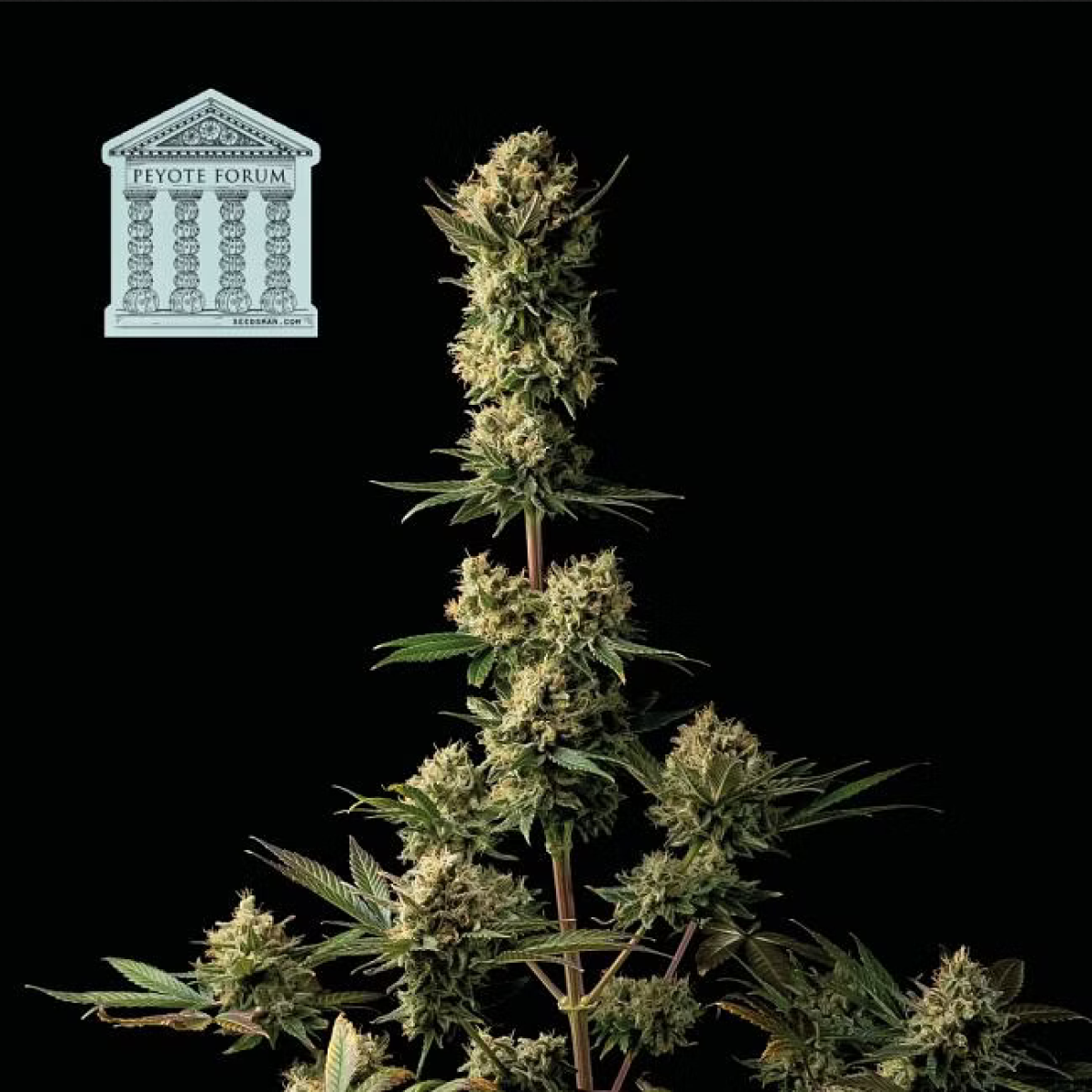 Peyote Forum feminisierte Cannabissamen