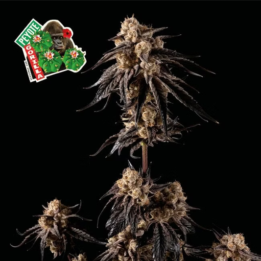 Peyote Gorilla feminisierte Cannabissamen