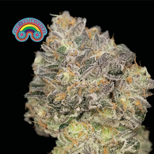 Peyote Zkittlez feminisierte Cannabissamen