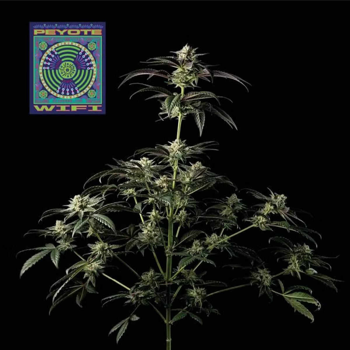 Seedsman Seeds Peyote Wi-Fi Feminisierte Hanfsamen