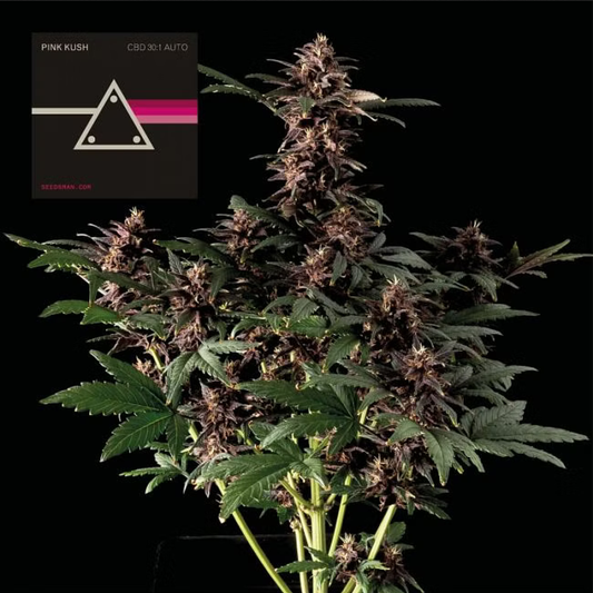 Pink Kush CBD 30:1 Automatic Cannabissamen