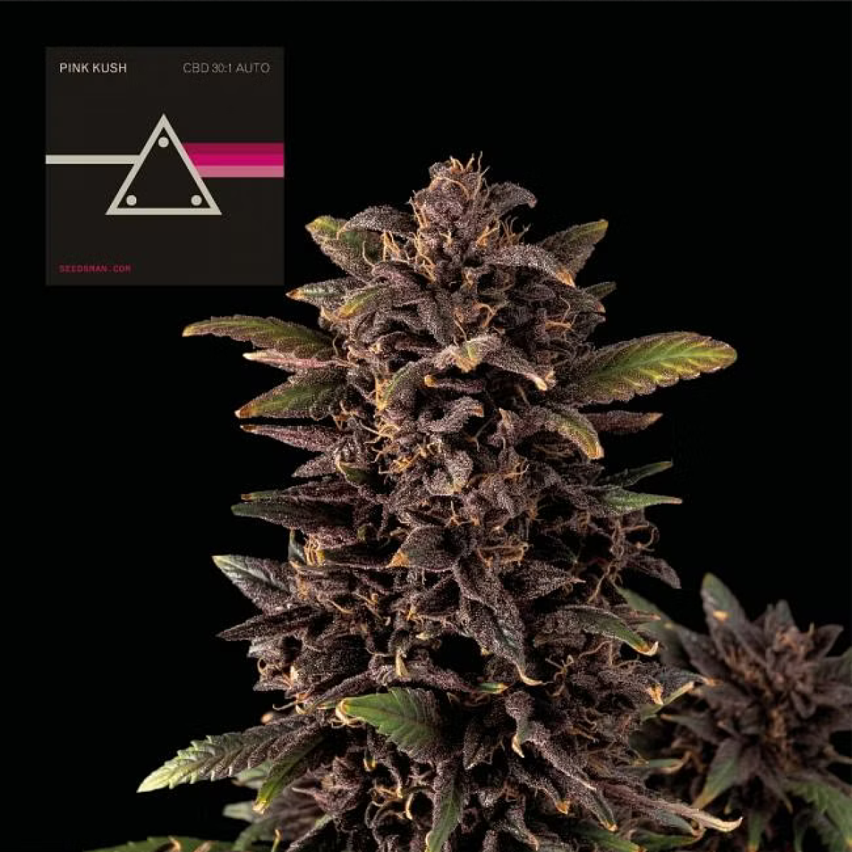 Seedsman Seeds Pink Kush CBD 30:1 Automatic Hanfsamen 