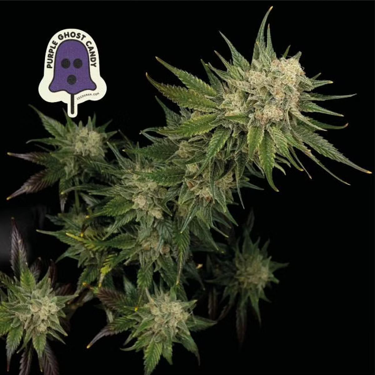 Purple Ghost Candy feminisierte Cannabissamen