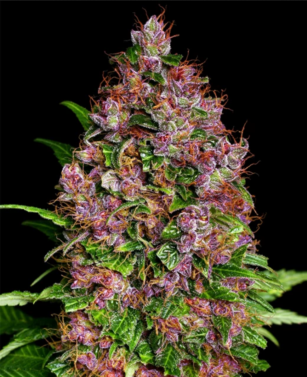 Seedsman Seeds Purple Bud Regläre Hanfsamen 