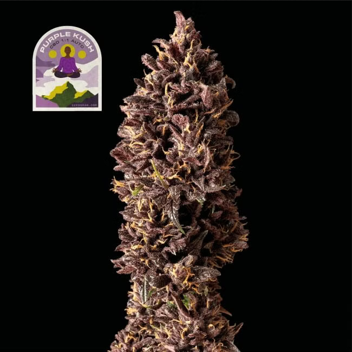 Seedsman Seeds Purple Kush CBD 1:1 Automatic Hanfsamen 