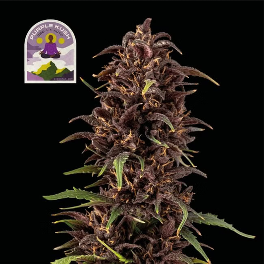Purple Kush CBD 1:1 Automatic Cannabissamen