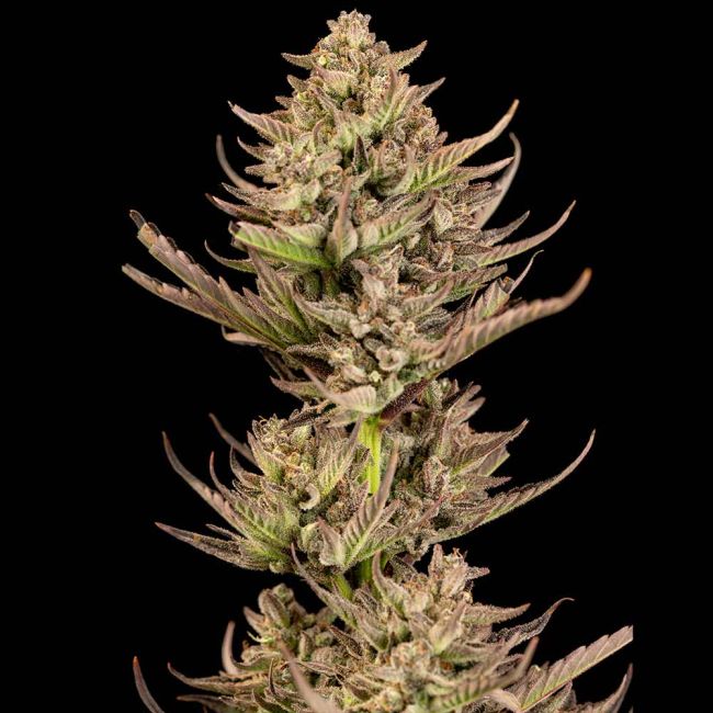 Seedsman Seeds Purple Punch F1 Fast Feminisierte Hanfsamen