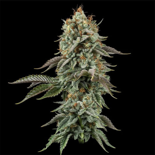 Sour Diesel feminisierte Cannabissamen