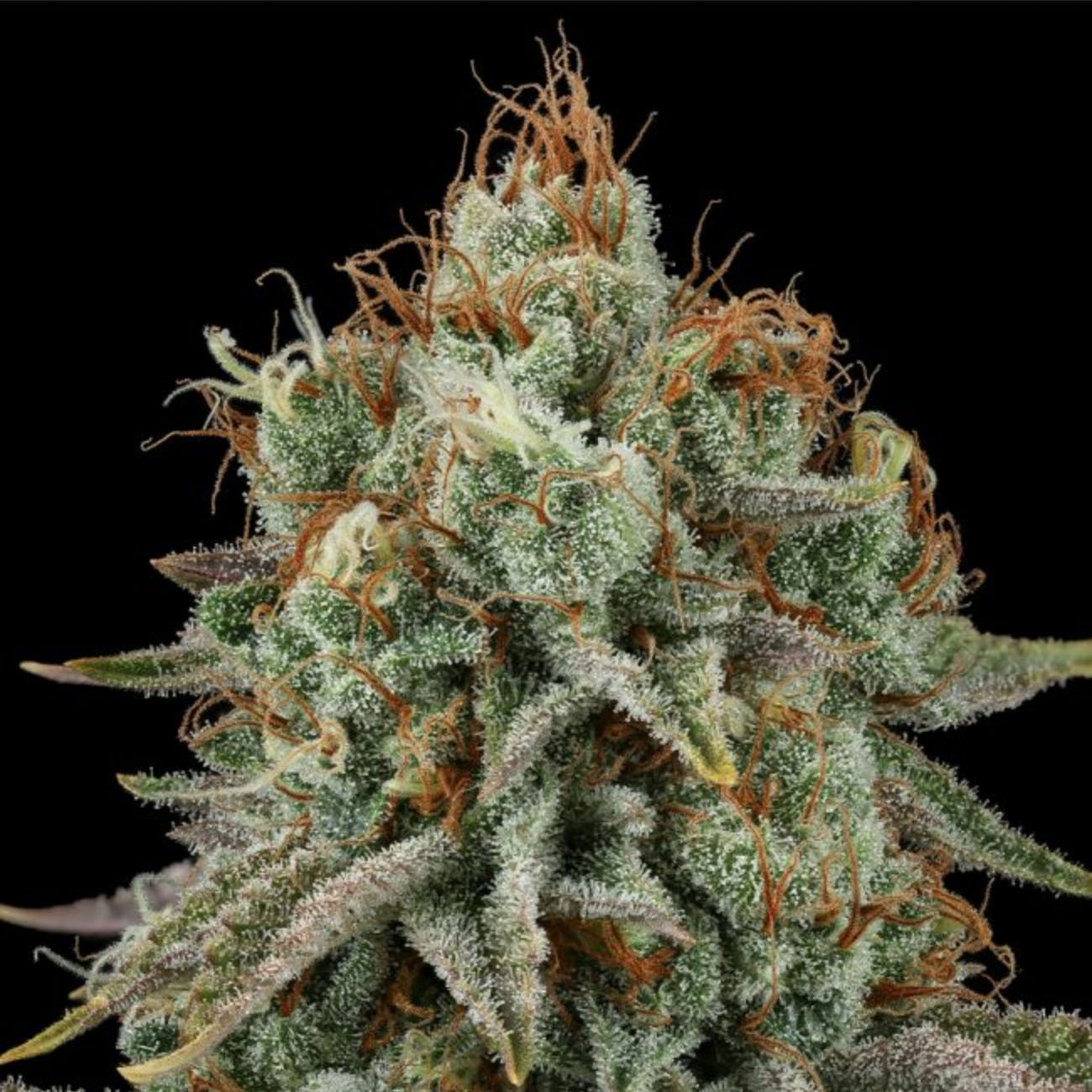 Seedsman Seeds Sour Diesel Feminisierte Hanfsamen Blüte