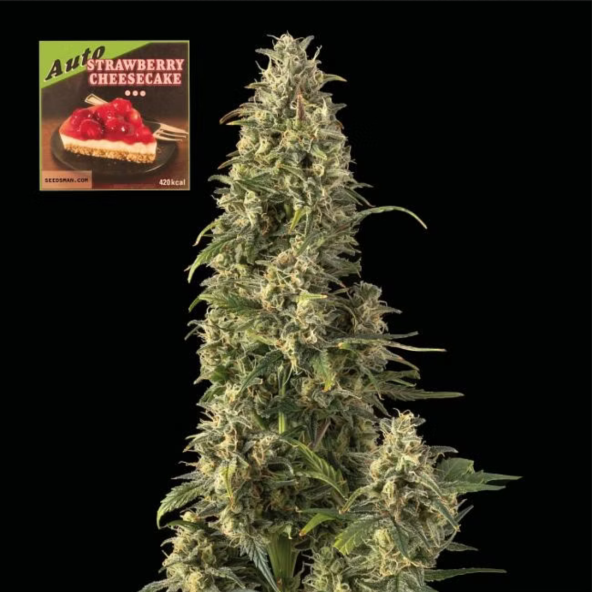 Strawberry Cheesecake Automatic Cannabissamen