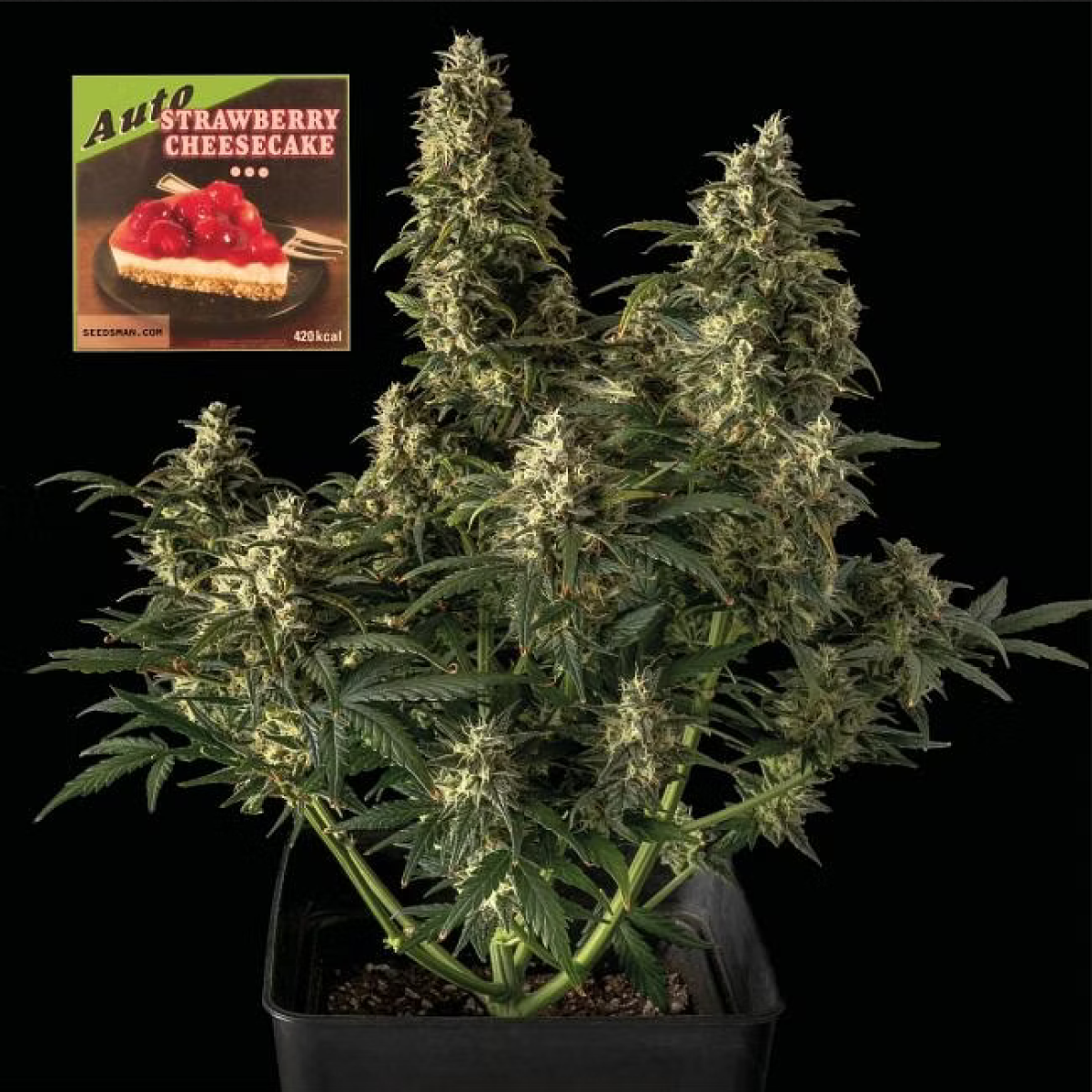 Seedsman Seeds Strawberry Cheesecake automatic Hanfsamen 