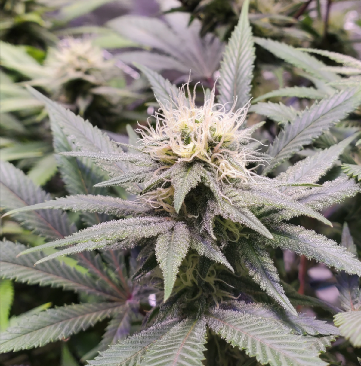 Seedsman Seeds Sugar Haze Feminisierte Hanfsamen 