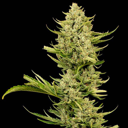 Seedsman Seeds Tangerine Snow F1 Fast Feminisierte Hanfsamen
