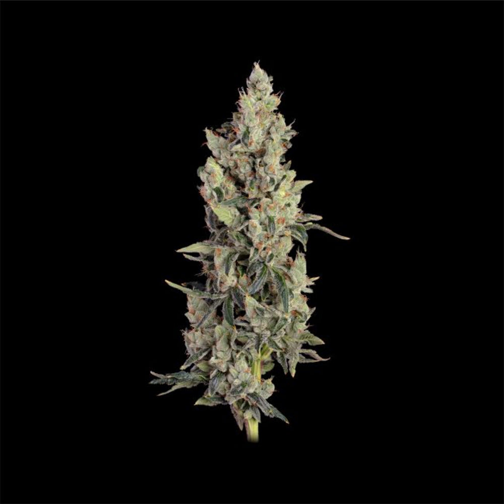 Seedsman Seeds Thai Cookies Automatic Hanfsamen Blüte