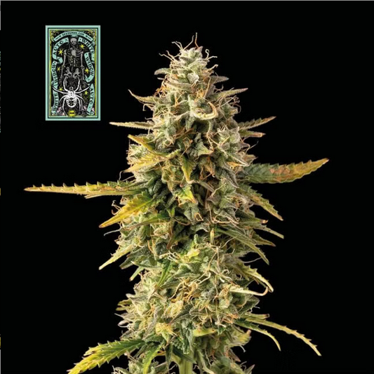 White Widow Automatic Cannabissamen