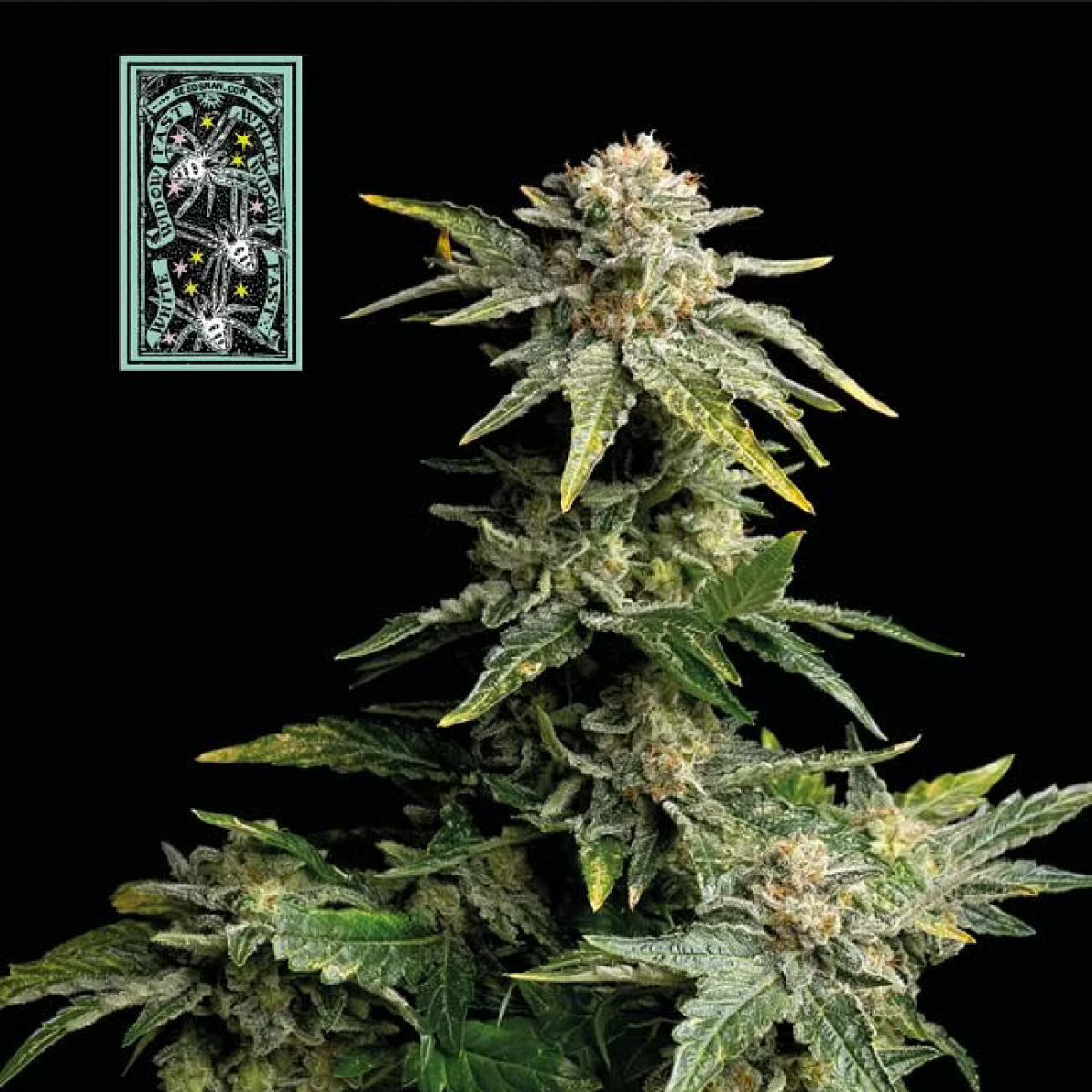 White Widow FAST feminisierte Cannabissamen