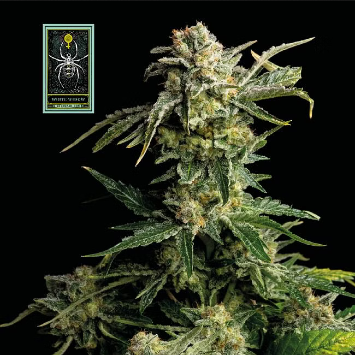 White Widow feminisierte Cannabissamen