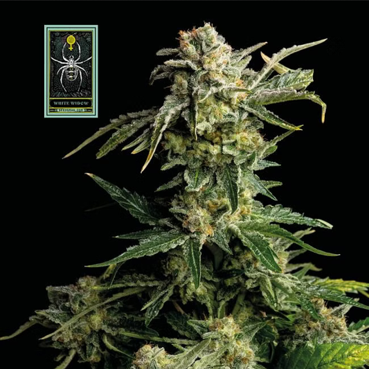 White Widow feminisierte Cannabissamen