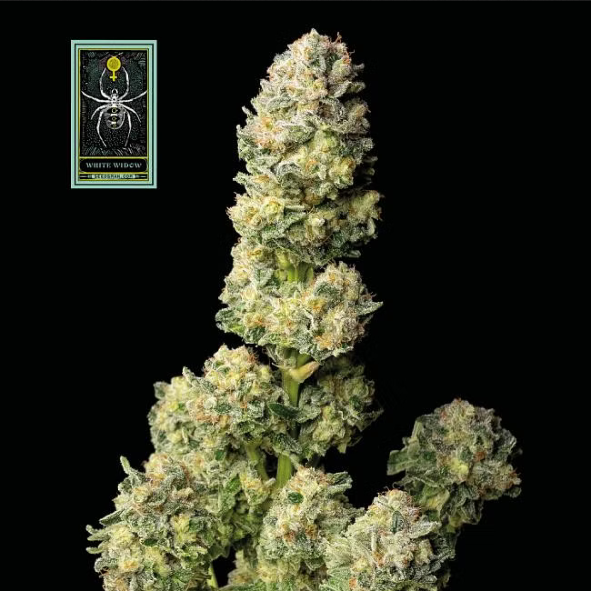 Seedsman White Widow Feminisierte Hanfsamen 