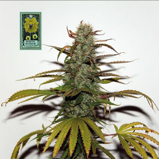 Seedsman Seeds White Widow Reguläre Hanfsamen 