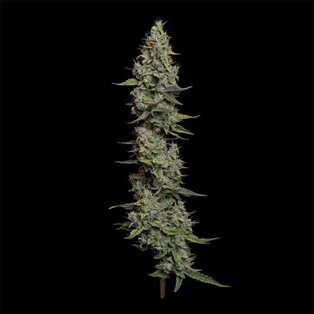 Seedsman Seeds Wedding Cake Automatic Hanfsamen Cannabisblüte