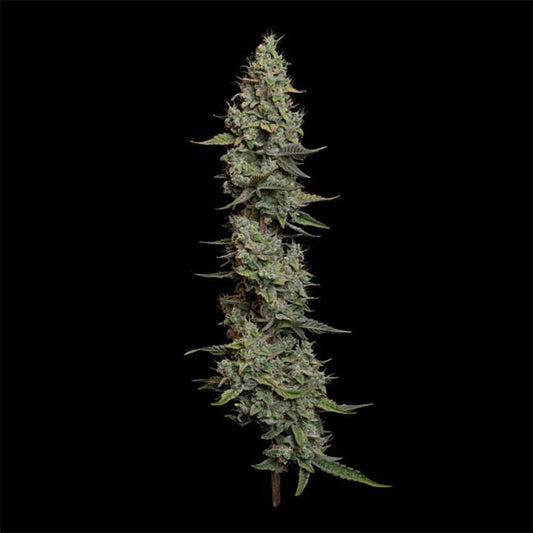 Seedsman Seeds Wedding Cake Automatic Hanfsamen Cannabisblüte