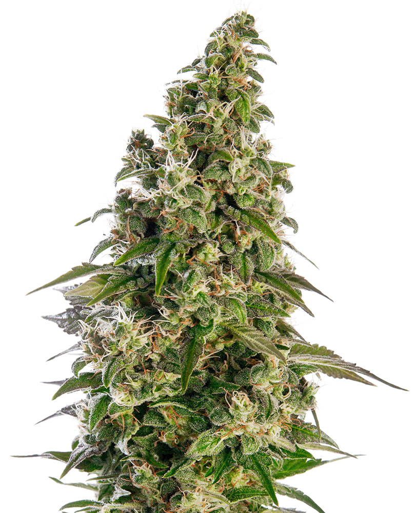 Afghani #1 Automatic Cannabissamen