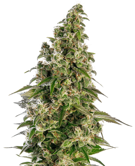 Afghani #1 Automatic Cannabissamen