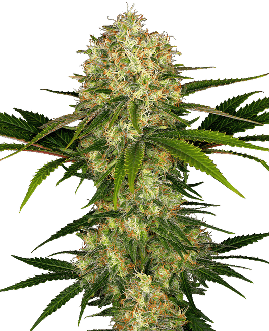 Afghani #1 feminisierte Cannabissamen