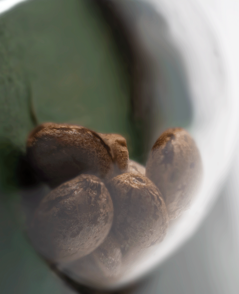 Sensi Seeds Afghani#1 feminisierte Hanfsamen Blüte