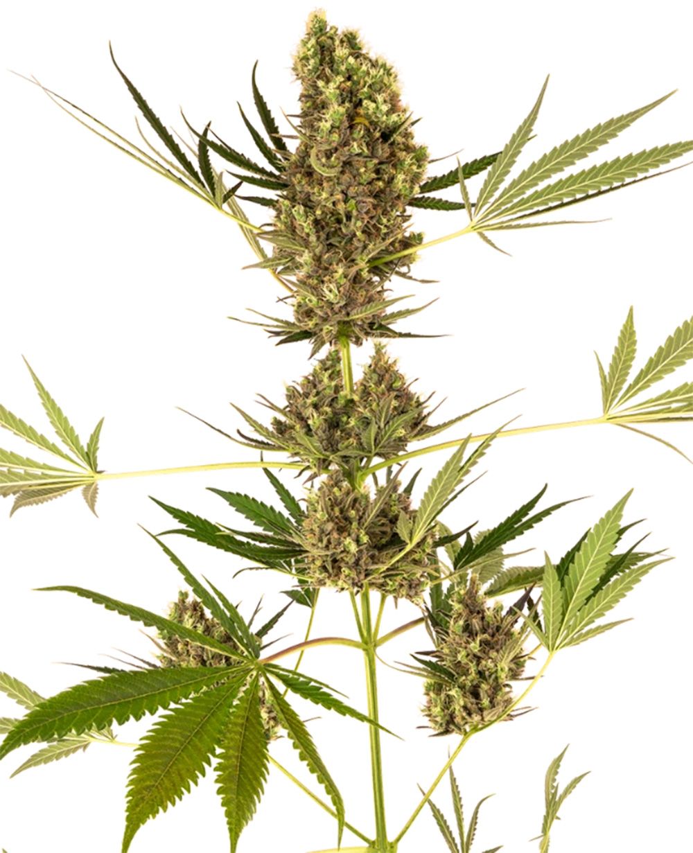 Alpine Delight CBD 30:1 Automatic Cannabissamen