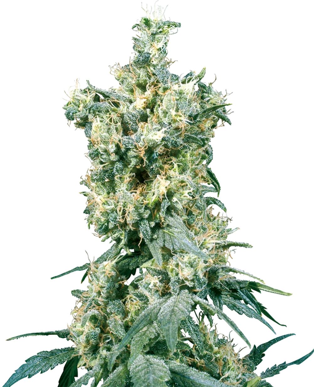 sensi seeds American Dream hanfpflanze