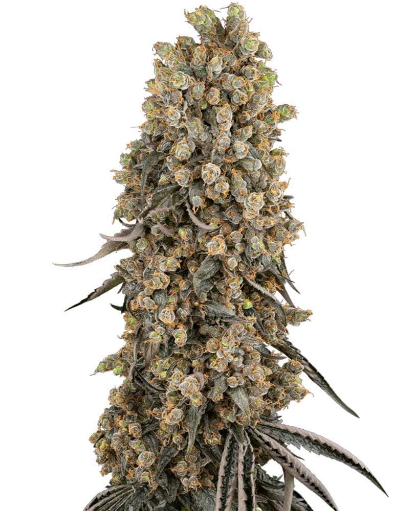 Sensis Seeds Atomic Blue Feminisierte Hanfsamen Cannabisblüte