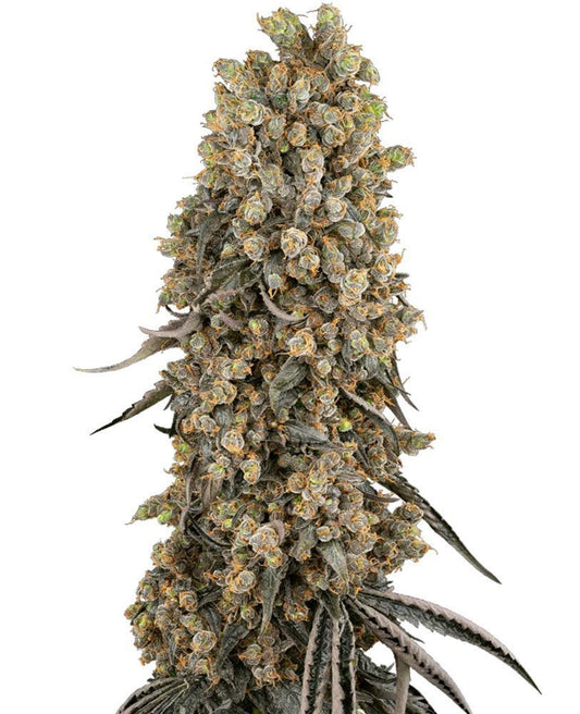 Sensis Seeds Atomic Blue Feminisierte Hanfsamen Cannabisblüte