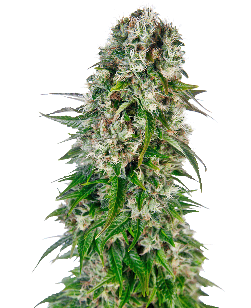 Big Bud Automatic Cannabissamen