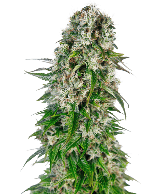 Big Bud Automatic Cannabissamen