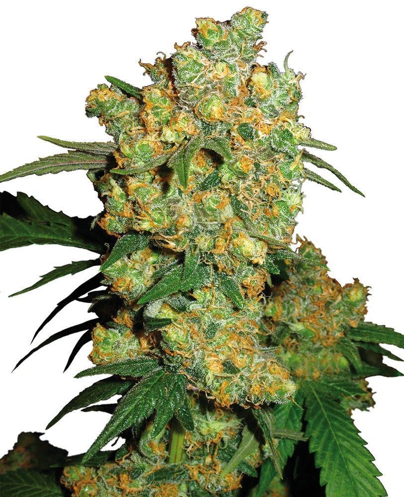 Big Bud feminisierte Cannabissamen