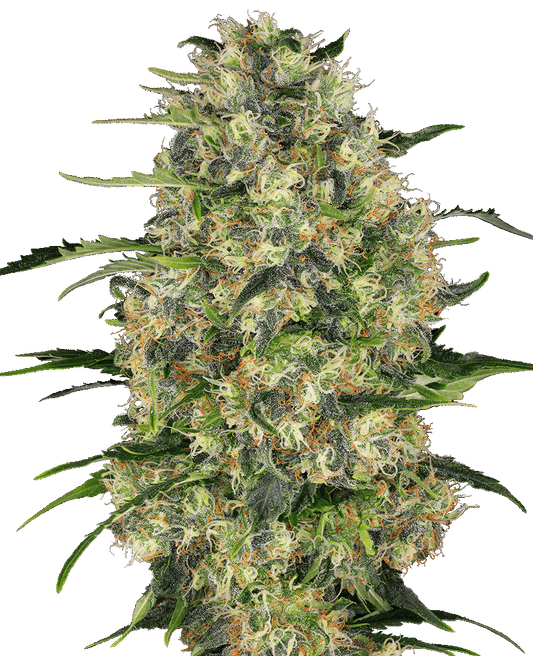 Black Domina reguläre Cannabissamen