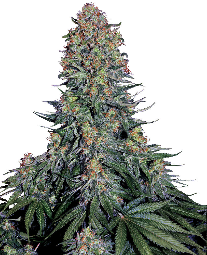 Blue Skunk feminisierte Cannabissamen