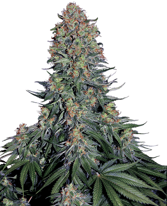 Blue Skunk feminisierte Cannabissamen