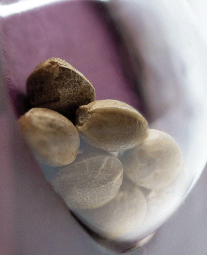 Sensi Seeds Blue Skunk feminisierte Hanfsamen Blüte