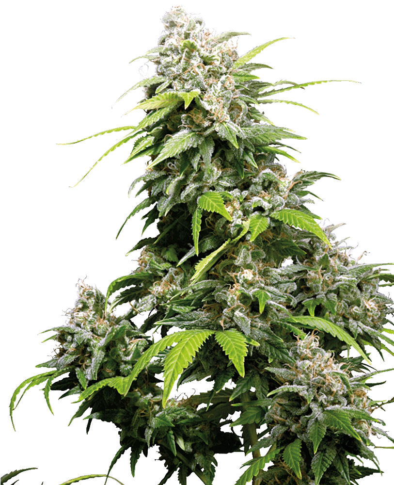 California Indica feminisierte Cannabissamen